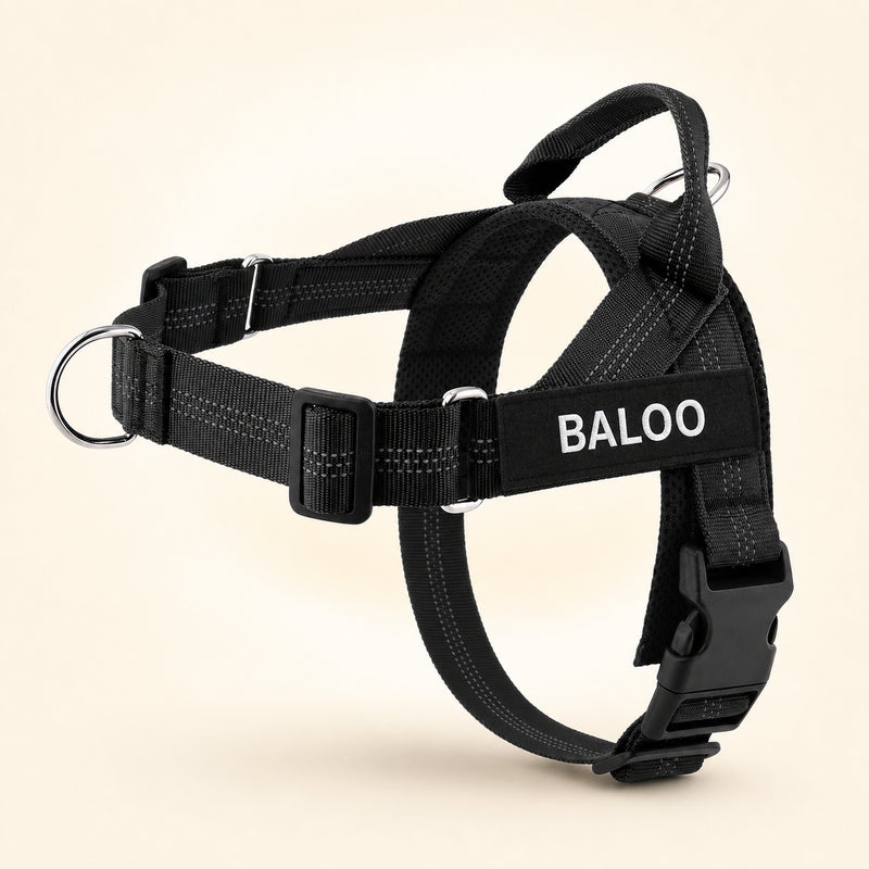 Black SafeWalk harness on a German Shepherd