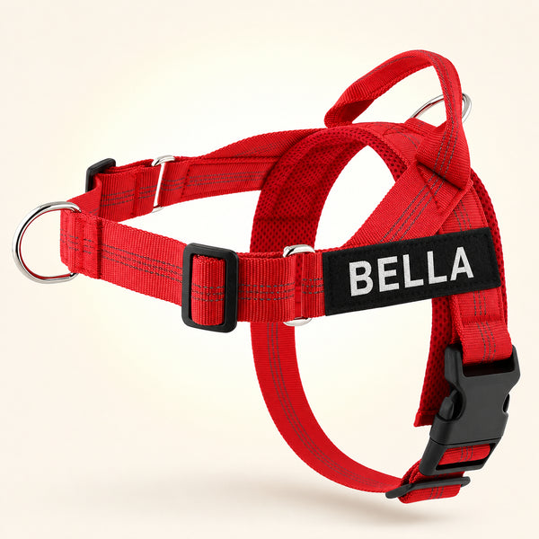 Red SafeWalk harness on Bella