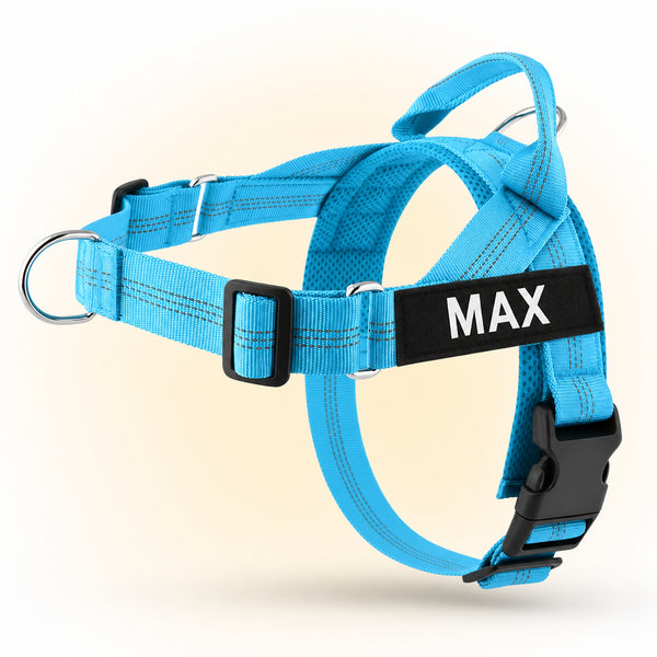 Sky Blue SafeWalk harness on Max