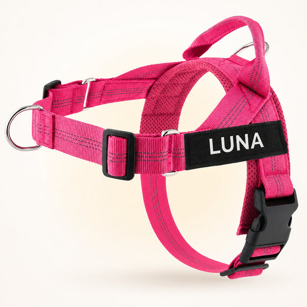 Pink SafeWalk harness on Luna