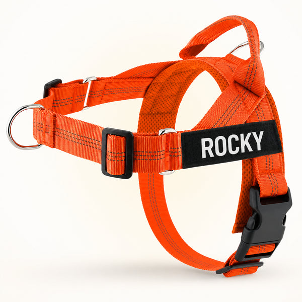 Orange SafeWalk harness on Rocky