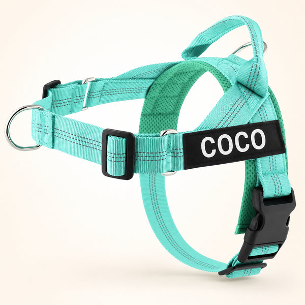 Aqua SafeWalk harness on Coco