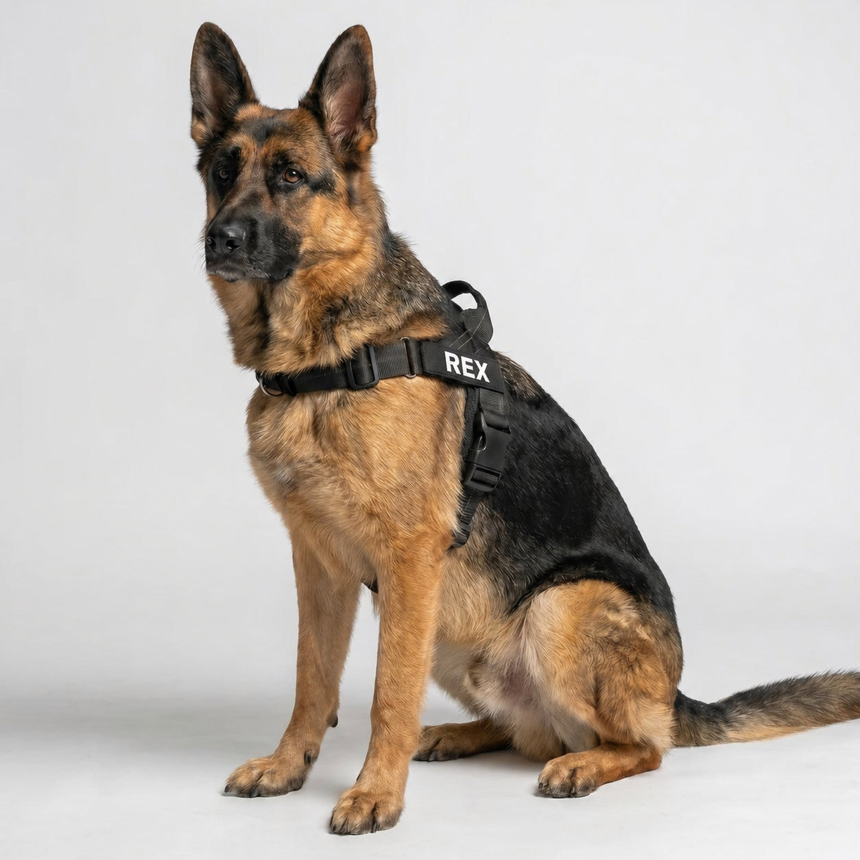 Large German Shepherd wearing a black SafeWalk harness with an English REX name patch