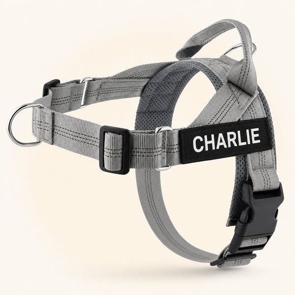 Gray SafeWalk harness on Charlie