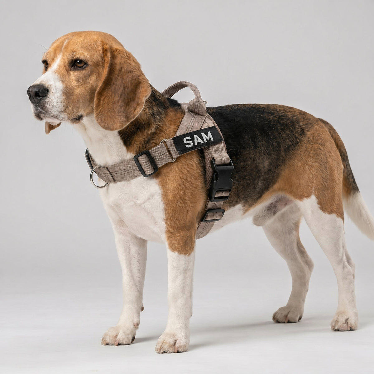 Beagle wearing a beige SafeWalk harness with an English SAM name patch