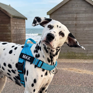 Pettorina anti-tiro SafeWalk®