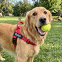 SafeWalk® Anti-Zug-Hundegeschirr
