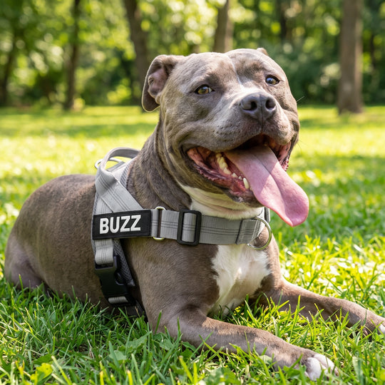 SafeWalk® Anti-Zug-Hundegeschirr