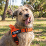 A wire-haired dog sitting in a sunny park wearing a bright orange harness with a black name patch that reads 'ROCKY'.