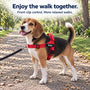Beagle on a park path wearing a red SafeWalk no-pull harness with a RUBY name tag