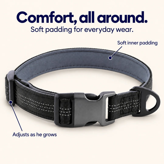 Black SafeWalk padded dog collar with soft gray lining, quick-release buckle and metal D-ring