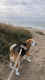 Beige SafeWalk harness worn by a beagle on a coastal walking path.