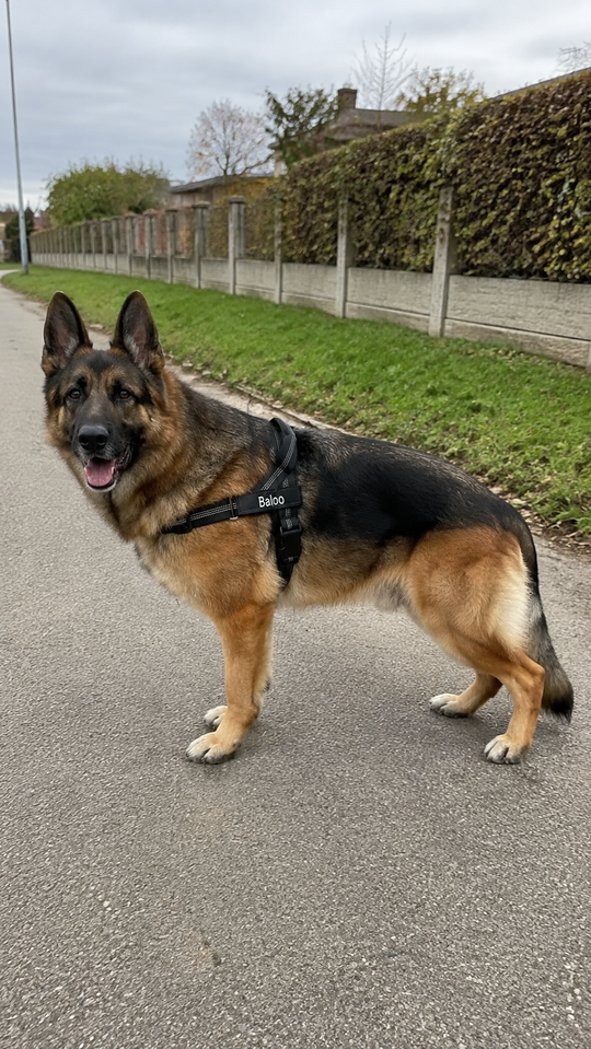 Black SafeWalk harness worn by a German Shepherd on a neighborhood path.
