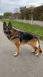 Black SafeWalk harness worn by a German Shepherd on a neighborhood path.