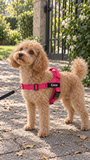 Apricot curly-coated dog on a garden path wearing a pink SafeWalk harness with a COCO name tag
