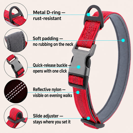 Red SafeWalk padded collar showing D-ring, padding, buckle, reflective strap, and adjuster