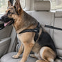 German Shepherd wearing a black SafeWalk harness with a black SafeBelt clipped to its back ring in a car