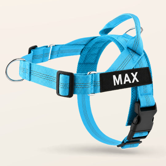 Sky Blue SafeWalk No-Pull 2.0 harness with MAX name patch on a warm ivory background