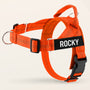 Orange SafeWalk No-Pull 2.0 harness with ROCKY name patch on a warm ivory background