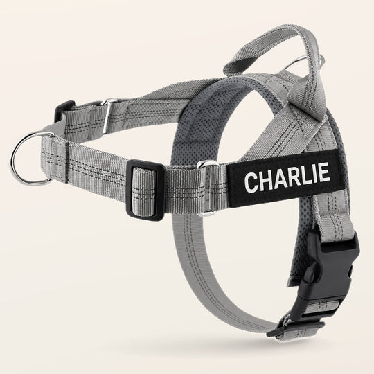 Gray SafeWalk No-Pull 2.0 harness with CHARLIE name patch on a warm ivory background