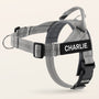 Gray SafeWalk No-Pull 2.0 harness with CHARLIE name patch on a warm ivory background